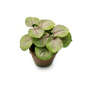 ต้นคาลาเดียมประดิษฐ์รูปทรงลูกศรในกระถางปูน ต้นไม้ประดิษฐ์เสมือนจริงสำหรับตกแต่งบ้านและเป็นของประดับตกแต่งกลางโต๊ะ - Product Image 3