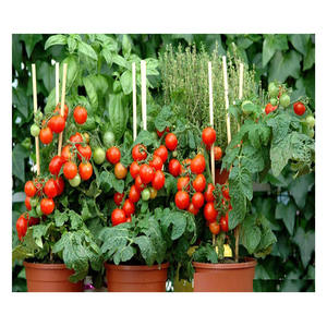 Fiber Reinforced Rod Glass Fiber Stakes for Nursery and Planting - Product Image 3