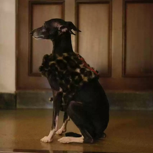 Veste de luxe pour chien à imprimé léopard pour chien et chat de taille XXS-XL. Veste française de Noël pour <span class=keywords><strong>teckel</strong></span> - Product Image 3