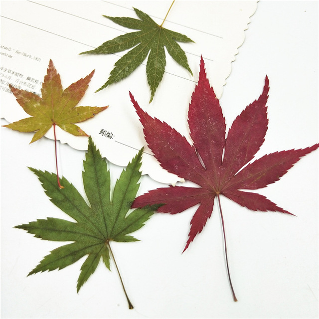 Y-E015 Pressed Flowers Green Preserved Dried Woodland Fern Maple Leaf Press Pressed Leaves for Soap Candle Frame Necklace
