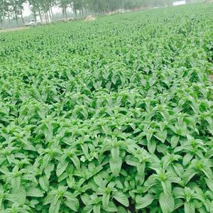 Huile essentielle de menthe poivrée 100% naturelle en gros, en vrac, en marque privée, échantillon gratuit, pour <span class=keywords><strong>spray</strong></span> rafraîchissant, produit pour le nez, gouttes nasales - Product Image 4