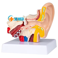 Modèle biologique, aides pédagogiques, sciences médicales, sujet et type anatomique, modèle de simulation humaine, modèle d'oreille de bureau