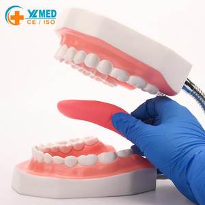 Modèle dentaire 6X agrandi avec langue, modèle de typodont dentaire pour l'enseignement médical, pour les écoles, les hôpitaux et la démonstration aux patients - Product Image 1