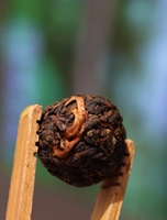 Boules de thé Pu'er compressées de haute qualité, 10 ans de vie, pour la perte de poids, les antioxydants et les soins de santé. Emballage en vrac.