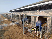 Équipement d'élevage bovin, enclos pour veaux en acier galvanisé durable, cage d'élevage extérieure, facile à utiliser, DEMA DMCH-220, neuf