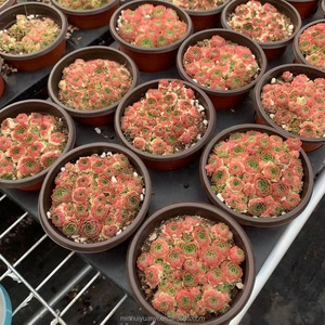 Piante Succulente in Vaso Sempervivum Pianta Ornamentale da Giardino - Product Image 4