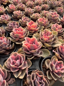 Adorno de suculenta Rainbow Variegata para jardín, pared exterior, interior, hogar, oficina, balcón, decoración de pared, fondo para espacios habitables - Product Image 6