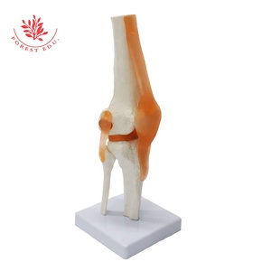 Modelo <span class=keywords><strong>de</strong></span> Educación Hip anatomía modelo <span class=keywords><strong>de</strong></span> seis conjunta modelos - Product Image 5