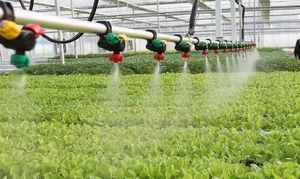 Cslp 42%: Giải pháp tự nhiên cho độ phì nhiêu của đất cát - Product Image 6