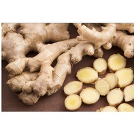 Gingembre frais cultivé en ferme, qualité supérieure, gingembre naturel de qualité export, ingrédient épicé pour la cuisine, usage quotidien en cuisine, Ocean Link