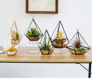 Bombilla <span class=keywords><strong>de</strong></span> lámpara <span class=keywords><strong>de</strong></span> vidrio para colgar en la pared, plantas suculentas artificiales <span class=keywords><strong>de</strong></span> Aloe y suculentas, venta al por mayor - Product Image 5