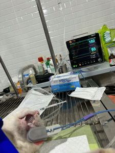 JM-603S di segni vitali multiparametrici per apparecchiature veterinarie per il monitoraggio di piccoli animali veterinari - Product Image 5