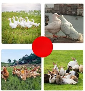 Tùy Chỉnh Di Chuyển Chân Hàn Dây Gà Coop Nhà Sử Dụng Kim Loại Mái Nhà Hen Với Gà Chạy Lồng Chim - Product Image 6