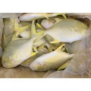 Pesce Rotondo Congelato, Pompano Dorato, Pomfret, Frutti di Mare Cinesi, Pompano Dorato 400-500, Pomfret Dorato - Product Image 6