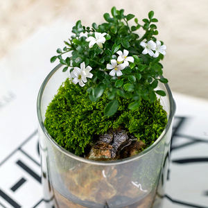OEM <span class=keywords><strong>Terrarium</strong></span> Hydro ponic Pflanzen zylinder Vase Moos <span class=keywords><strong>Terrarium</strong></span> Wohnkultur Tischplatte <span class=keywords><strong>DIY</strong></span> Wald Pflanzer Glas mit Deckel für den Innenbereich - Product Image 2