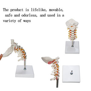 Ukuran Hidup Produksi Model Tulang Belakang PVC Fleksibel Model Kerangka Manusia Pengajaran Medis Model Tulang Belakang Leher Fleksibel - Product Image 5