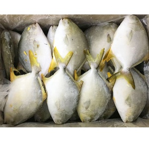 Pompano doré / Pomfret doré surgelé en gros - Product Image 4