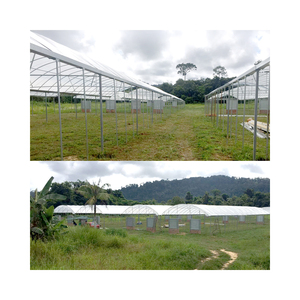 <span class=keywords><strong>Serre</strong></span> de culture commerciale en plastique, 3 pièces, usage commercial ou de jardin - Product Image 5