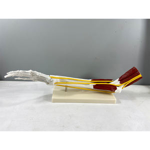 โมเดลกายวิภาคของกระดูกมนุษย์<span class=keywords><strong>กล้าม</strong></span><span class=keywords><strong>เนื้อ</strong></span>เอ็น<span class=keywords><strong>มือ</strong></span>ร่วมโมเดล - Product Image 3