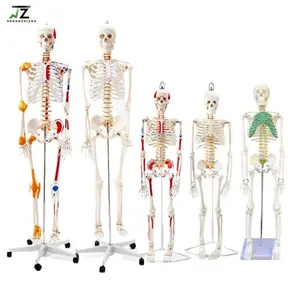 Modelo de esqueleto de anatomía humana de 170cm, tamaño real, hueso humano, ciencia médica anatómica, modelo de esqueleto de tamaño completo