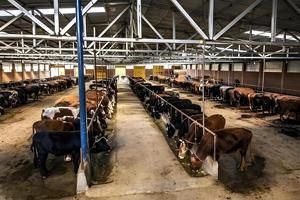 Prefab Farm Building Low Cost Steel Structure Buildings Cow Dairy Cattle House Shed Farm - Product Image 5