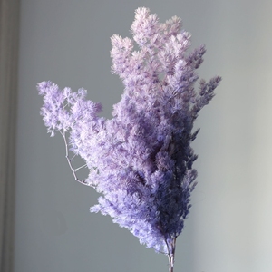 เฟิร์นสำหรับตกแต่งโต๊ะในบ้านสีขาว Myrioeladus ที่เก็บรักษาไว้แบบแห้ง - Product Image 2
