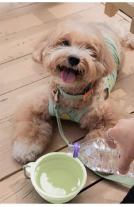 Katlanabilir TPE Köpek Mama Kabı - Modern, Sağlam Tasarımlı, Taşınabilir, Yüksek Kaliteli, IPX5 Su Geçirmez Seyahat Kabı - Product Image 6