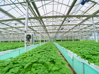 GT Smart Cadre en acier galvanisé à faible coût Serres solaires passives Venlo en verre trempé Fabricant agricole