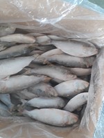 Poisson Hilsa entier surgelé IQF, fruits de mer du Vietnam - 10 kg, qualité A, 15-20 cm