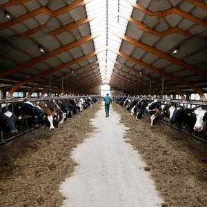 Abri pour animaux à Structure en acier à faible coût, modèles de hangar industriel préfabriqués - Product Image 3