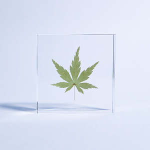 El yapımı numune bitki gömülü hatıra el sanatları akrilik reçine akçaağaç Paperweight hediye bırakır - Product Image 5