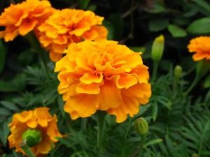 مستخرج اللوتين الطبيعي عالي الجودة بأفضل سعر ، لوتين - Product Image 3