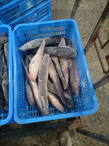 Ikan Lele Beku Utuh Bulat