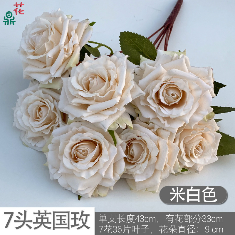 Rose britannique DG à 7 têtes, blanc cassé