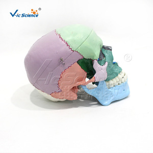 Modèle de crâne coloré; Modèle de crâne coloré; Crâne coloré; Modèle pédagogique d'anatomie du crâne humain - Product Image 2
