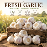 Nouvelle Récolte 2026 Ail Blanc Frais Premium Certifié ISO/HACCP Origine Shandong Tailles 4.5-6.5cm Sacs en filet/Cartons de 10kg/20kg en vrac
