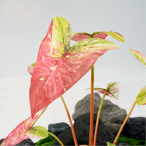 ก้านใบไม้ประดิษฐ์ 8 ใบ ใบไม้หลากสีทรงหัวลูกศร พร้อมแจกัน ตกแต่งบ้านและสำนักงานได้เลย - Product Image 3