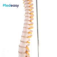 Modelo de columna vertebral humana de 45CM, modelo de esqueleto de columna vertebral con pelvis para estudio de exhibición de enseñanza