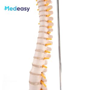 Modelo <span class=keywords><strong>de</strong></span> <span class=keywords><strong>columna</strong></span> <span class=keywords><strong>vertebral</strong></span> humana <span class=keywords><strong>de</strong></span> 45CM, modelo <span class=keywords><strong>de</strong></span> <span class=keywords><strong>esqueleto</strong></span> <span class=keywords><strong>de</strong></span> <span class=keywords><strong>columna</strong></span> <span class=keywords><strong>vertebral</strong></span> con pelvis para estudio <span class=keywords><strong>de</strong></span> exhibición <span class=keywords><strong>de</strong></span> enseñanza - Product Image 4