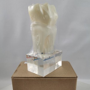Modèle anatomique en résine du nerf dentaire à six plis M7023 pour l'enseignement dentaire - Product Image 3