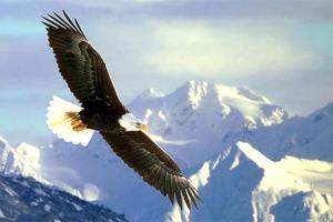 Abstrait Montagne Couverte de Neige <span class=keywords><strong>Chauve</strong></span> Aigle Volant Peinture À L'huile Par Numéros - Product Image 2