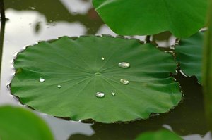 <span class=keywords><strong>Lemna</strong></span> <span class=keywords><strong>Minor</strong></span> polvo de extracto de hoja de lenteja de agua seca polvo de lenteja de agua - Product Image 3