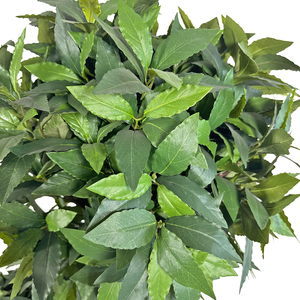 Réaliste 160cm Artificielle Laurel Bay Tree Faux Plastique Vert <span class=keywords><strong>Feuille</strong></span> <span class=keywords><strong>Plante</strong></span> <span class=keywords><strong>Plante</strong></span> Artificielle pour Intérieur Bureau À Domicile Décoratif - Product Image 2