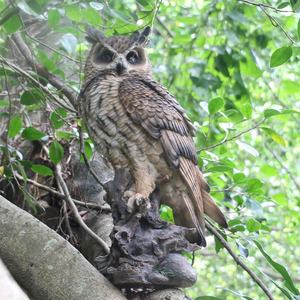 <span class=keywords><strong>Figurine</strong></span> d'oiseaux en résine, grande taille, réaliste, sculpture de hibou, tendance 2020, vente en gros - Product Image 3