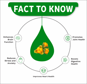 Flacons compte-gouttes de 10 ml |   EXTRAIT DE MALKANGANI EN GOUTTES |   Celastrus paniculatus |   Amélioration de la mémoire, santé cérébrale, fonction cognitive - Product Image 2