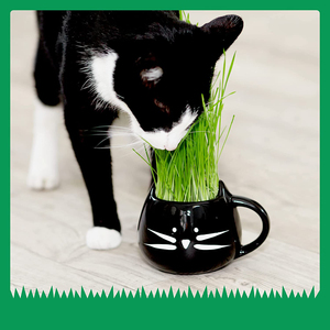 Produttore diretto Petlinks Nibble <span class=keywords><strong>Licious</strong></span> Organic Cat Grass tool set Kit - Product Image 6
