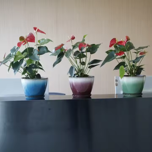 실내 및 실외 디스플레이 정원 장식 데스크탑 트리 컨테이너에 대한 <span class=keywords><strong>2025</strong></span> 내구성 다채로운 플라스틱 화분 세트 - Product Image 5