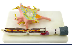 Componentes detallados de microscopía electrónica de modelo de célula neuronal de gran aumento 2500x que incluyen equipo educativo Axon - Product Image 6