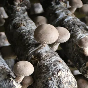 Buyers For Mushrooms Detan Fresh Shiitake Mushroom For Sell