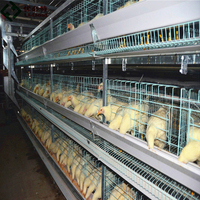 Nouveau système d'alimentation automatique anti-gaspillage pour l'élevage au sol des poules pondeuses dans les fermes